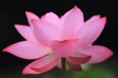/album/fenykepgaleria/lotus-flower-buddhism-jpg/